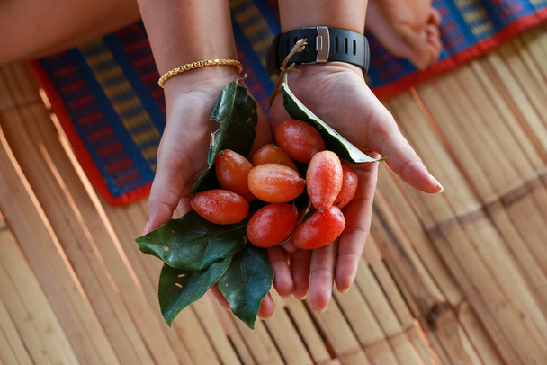 Croton tiglium en mi mano se ve delicioso. Fruta agria - Foto, Imagen