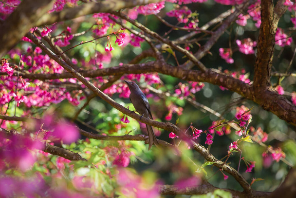 Flores de cerezo rosadas Un pajarito disfrutando encontrando néctar de flores. - Foto, imagen