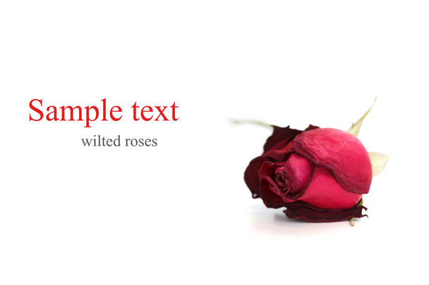 Wilted roses white background - Photo, Image