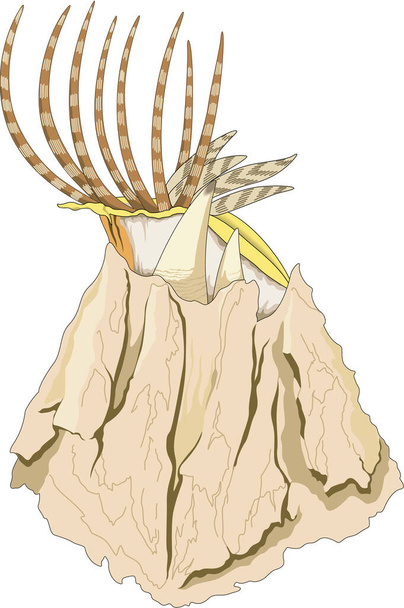 Вектор морского барнакла - Вектор,изображение
