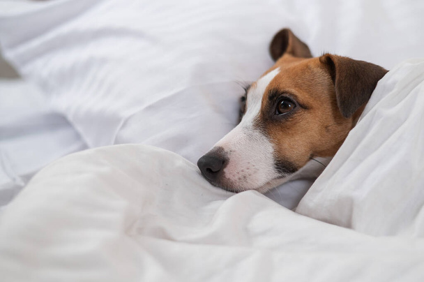 ジャック・ラッセル・テリアの犬がベッドに寝そべっている。ペットは寝室で寝てる. - 写真・画像