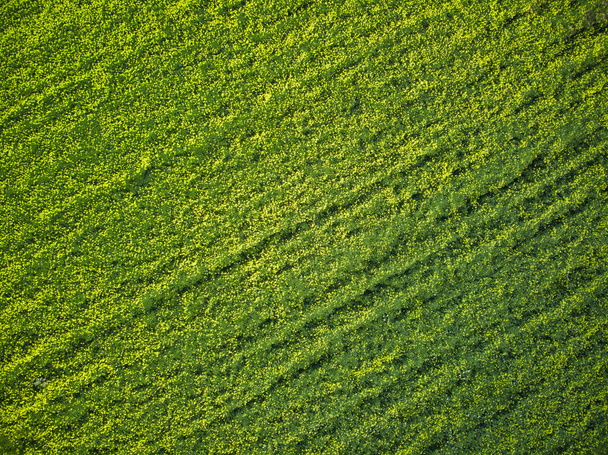 green grass texture, background - Foto, afbeelding