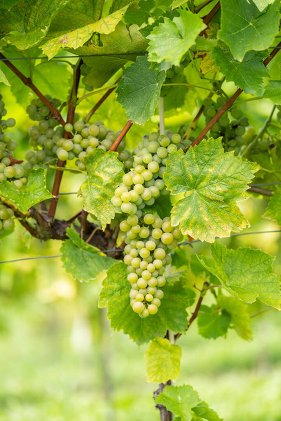white grapes in the vineyard - Photo, image
