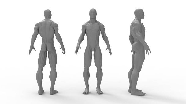 3D renderowanie męskiej anatomii medyczna makieta renderowania człowieka. Liczne pojedyncze widoki. Sylwetka - Zdjęcie, obraz