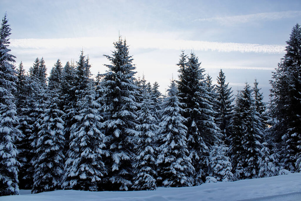 winter landscape with snow covered trees - Foto, Imagen