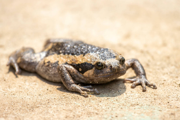 Close-up kaloula pulchra, fat, round, chubby female in the rainy season. Shaped like a frog - Photo, Image