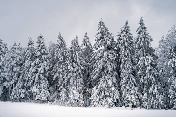 winter landscape with snow covered trees - Zdjęcie, obraz