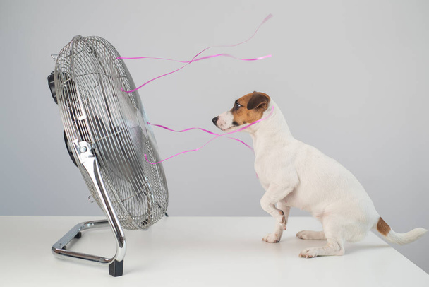 Jack Russell τεριέ σκυλί κάθεται απολαμβάνοντας το δροσερό αεράκι από έναν ηλεκτρικό ανεμιστήρα σε λευκό φόντο. - Φωτογραφία, εικόνα