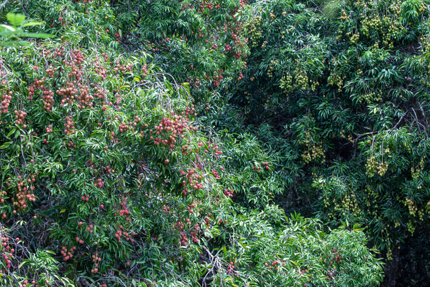 Большая красная личи, много фруктов. Зеленые листья личи дерево в сельскохозяйственном саду Лето в Таиланде сладкий. - Фото, изображение
