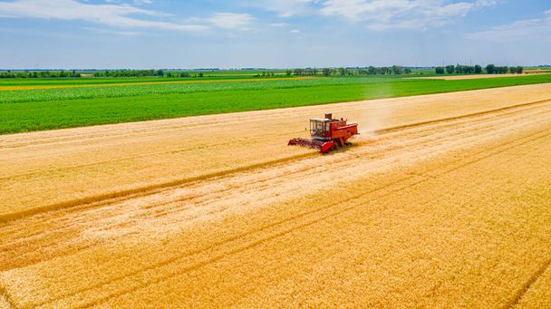 Vista aérea de la cosechadora cosechadora roja agrícola, vieja como corte, cosecha de trigo maduro en campos agrícolas. - Foto, Imagen