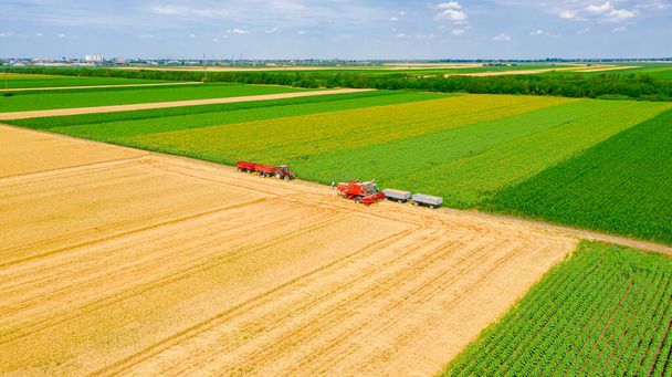 Aerial top view of preparation, take close place next to the trailer for transshipment from agricultural harvester, combine, unloading harvested wheat. - Photo, Image
