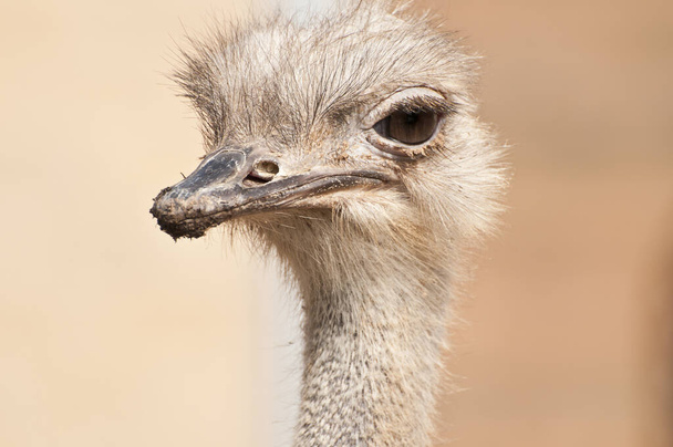ostrich head portrait, profile view - 写真・画像