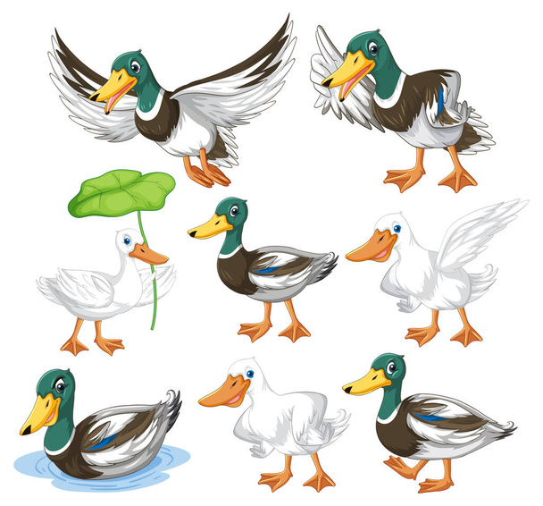 Set of different poses of ducks cartoon characters illustration - Vector, Imagen