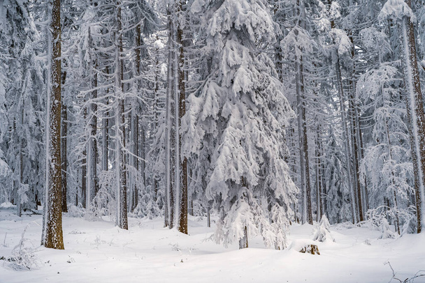 красивый зимний лес с заснеженными деревьями - Фото, изображение
