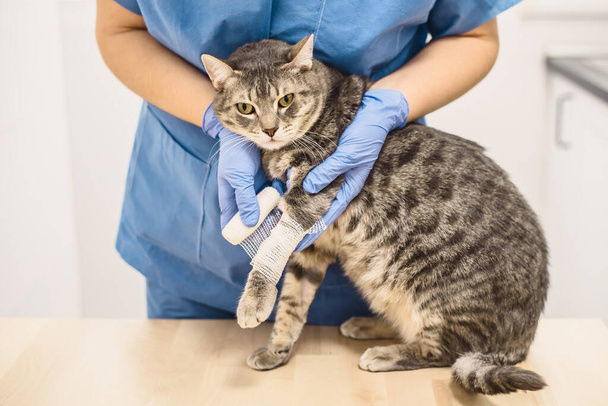 cat examining a kitten at the vet clinic - Фото, изображение