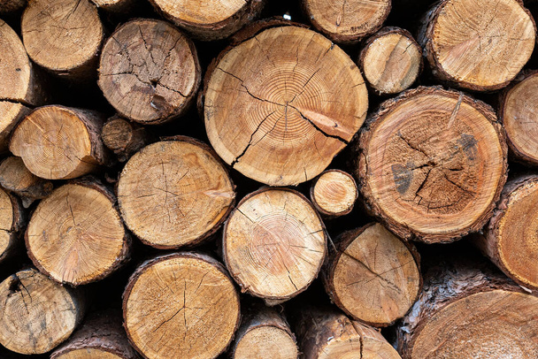 cumulo di tronchi di legno impilati nella foresta - Foto, immagini