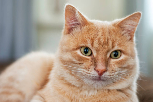 domestic cat sitting on the couch close-up - Φωτογραφία, εικόνα