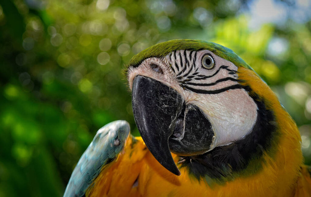 close up of a parrot - Foto, Imagen