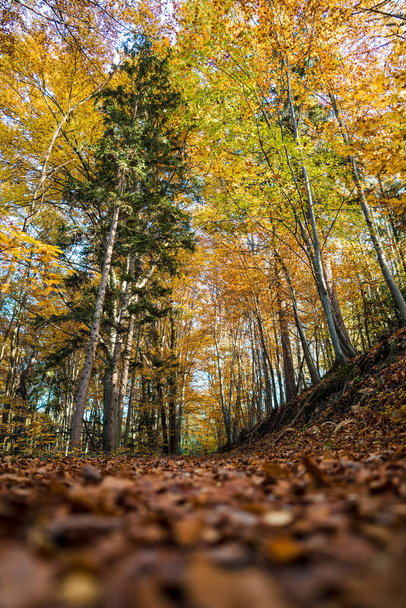 autumn forest with trees and leaves - 写真・画像