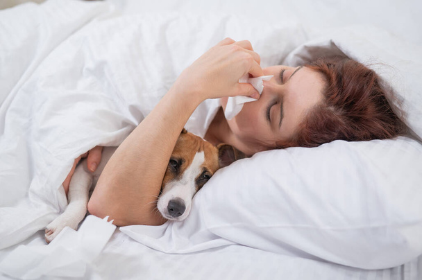 Caucasian woman is sick. A girl blows her nose in a napkin while lying in bed with a Jack Russell Terrier dog. - Fotografie, Obrázek
