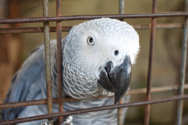 parrot in cage, close up - Фото, изображение