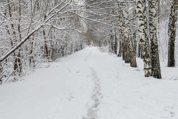 winter forest in the snow - Φωτογραφία, εικόνα
