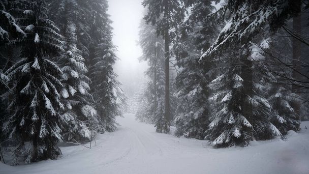 winter forest with snow covered trees - Φωτογραφία, εικόνα