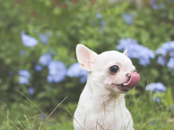 Közelkép a fehér rövid haj Chihuahua kutya ül zöld fű a kertben lila virágok háttér, nyalogatja az ajkait, és nézte félre. - Fotó, kép