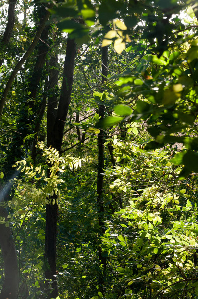 green leaves in the forest - Valokuva, kuva