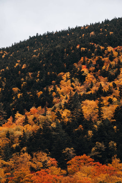 autumn landscape with trees and forest - Fotó, kép