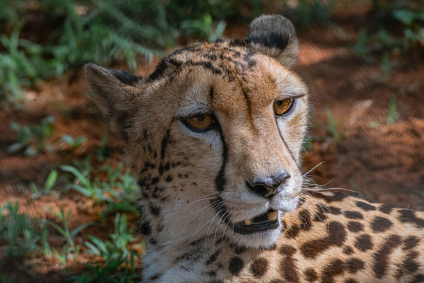 close up of a cheetah in the savannah of africa - Φωτογραφία, εικόνα