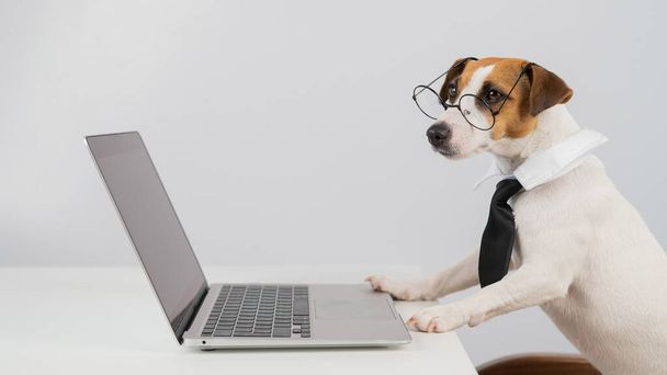 Gözlüklü ve kravatlı teriyer köpeği Jack Russell laptopta beyaz arka planda çalışır.. - Fotoğraf, Görsel
