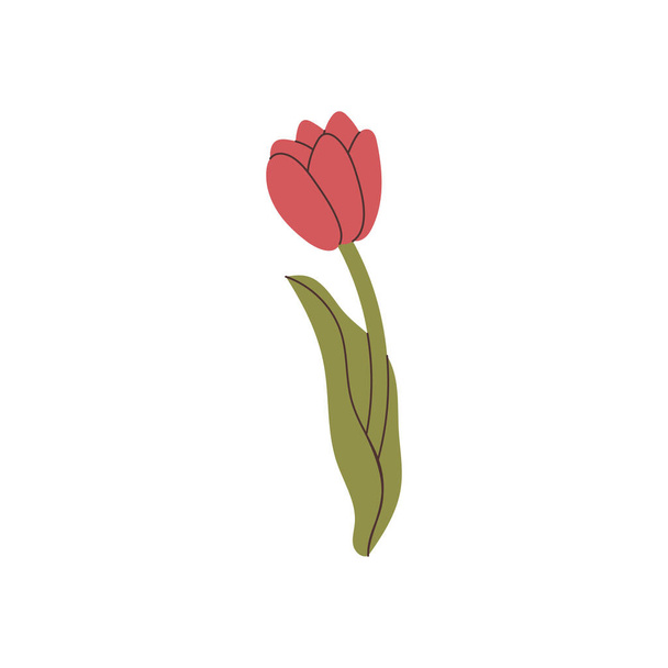 elemento de tulipán dibujado a mano vector - Vector, imagen