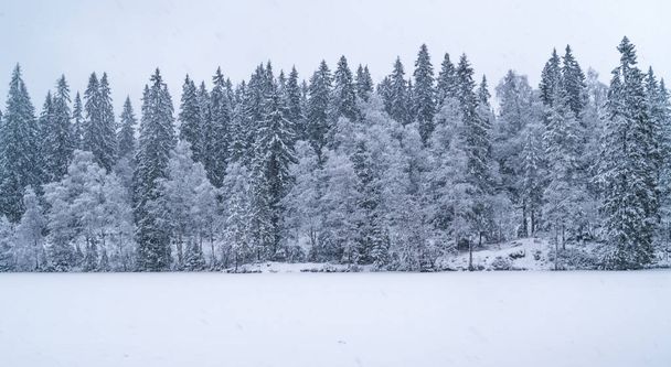 雪に覆われた木々の冬の風景 - 写真・画像
