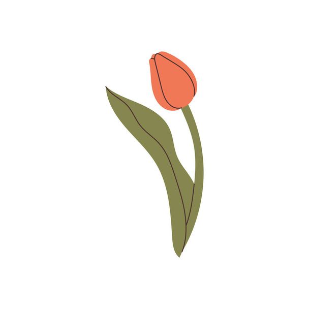 ručně kreslený vektor tulipánového prvku - Vektor, obrázek