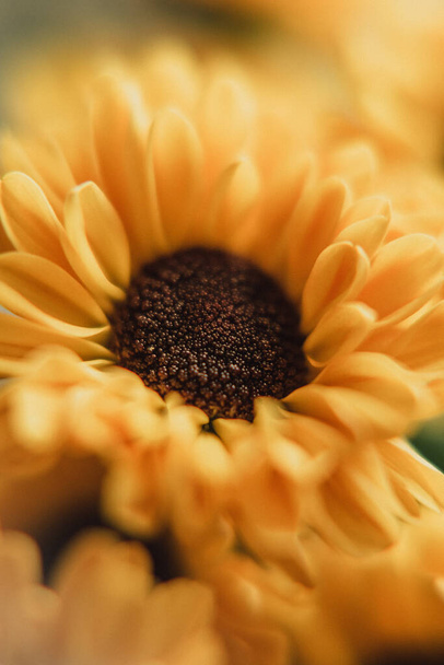 close up of a yellow flower - Zdjęcie, obraz