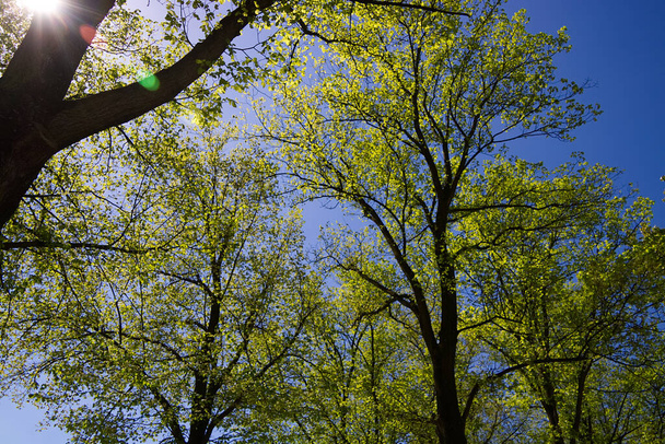 tree branches in the forest - Zdjęcie, obraz