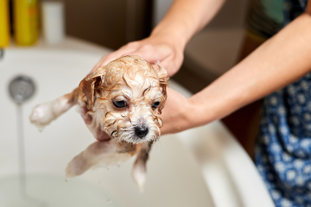 Una chica baña a un cachorro de Maltipoo en el baño. Primer plano, enfoque selectivo - Foto, imagen