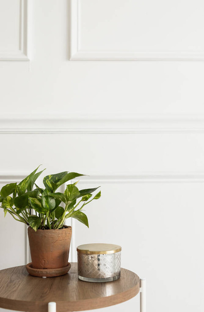 planta verde en maceta sobre mesa de madera blanca - Foto, Imagen