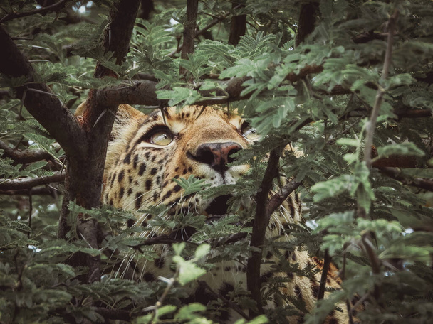 a beautiful shot of a leopard - Fotografie, Obrázek