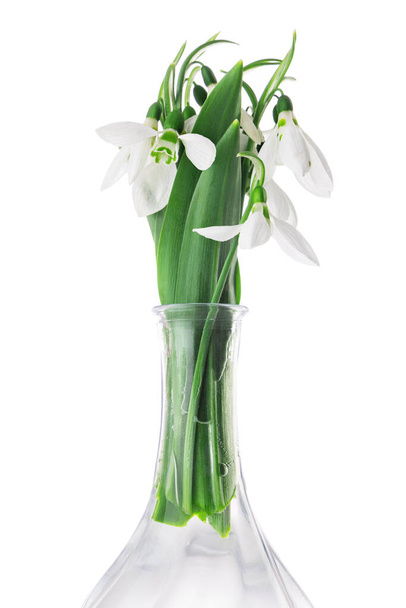 Fiore di bucaneve in un vaso. Galantus nivalis, fiori primaverili su sfondo bianco - Foto, immagini