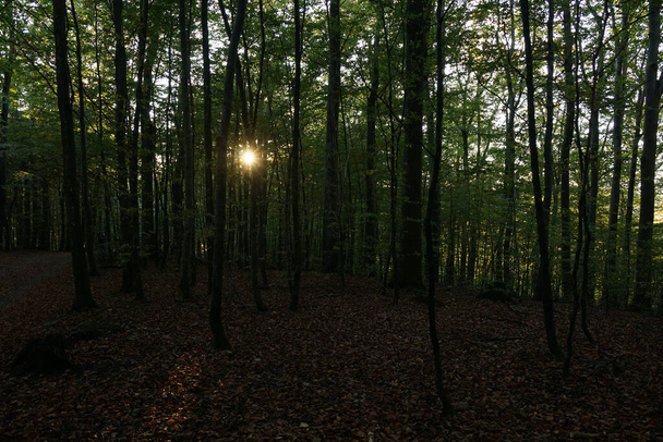 beautiful sunset in the forest - Fotografie, Obrázek