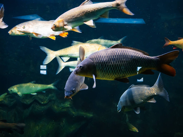 freshwater river fish under water in the aquarium - Photo, Image