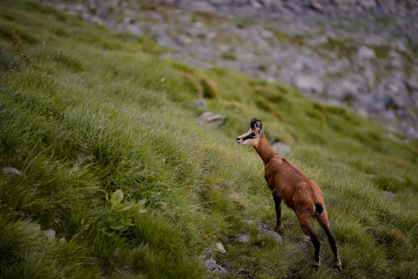 uma bela vista de uma cabra de montanha nas montanhas - Foto, Imagem