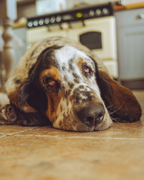 dog lying on the floor - Photo, image