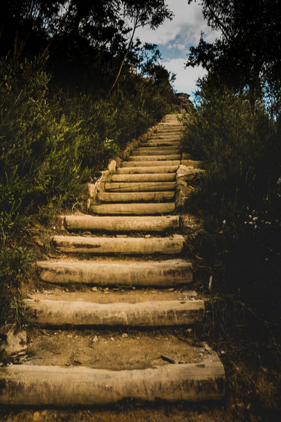 stairs in the forest - 写真・画像