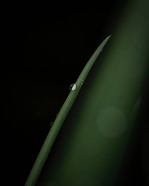 green grass with dew drops on a black background - Photo, Image