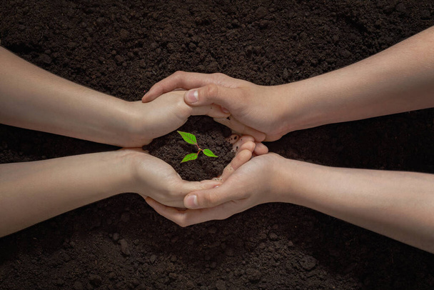 hands of a couple with a green sprout in the soil, plant a tree together, save nature, earth day background, new life concept - Foto, afbeelding