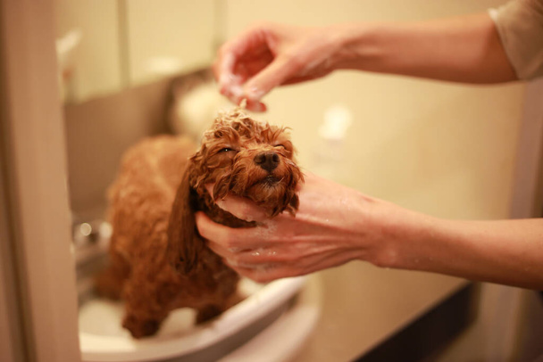 Petit chien shampooing image  - Photo, image