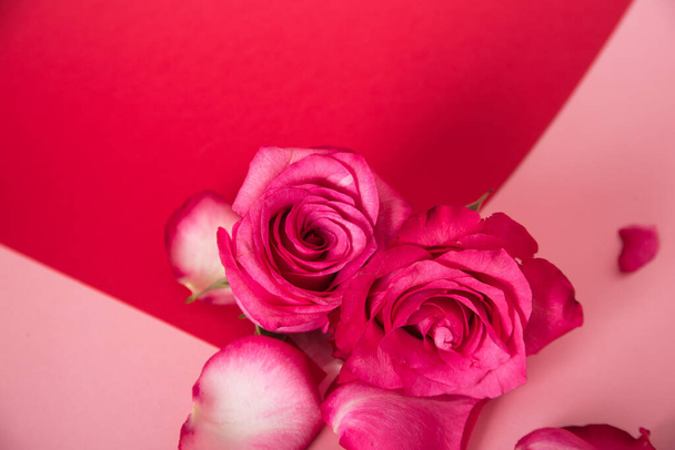 pink ross on a pink background - Foto, Imagem